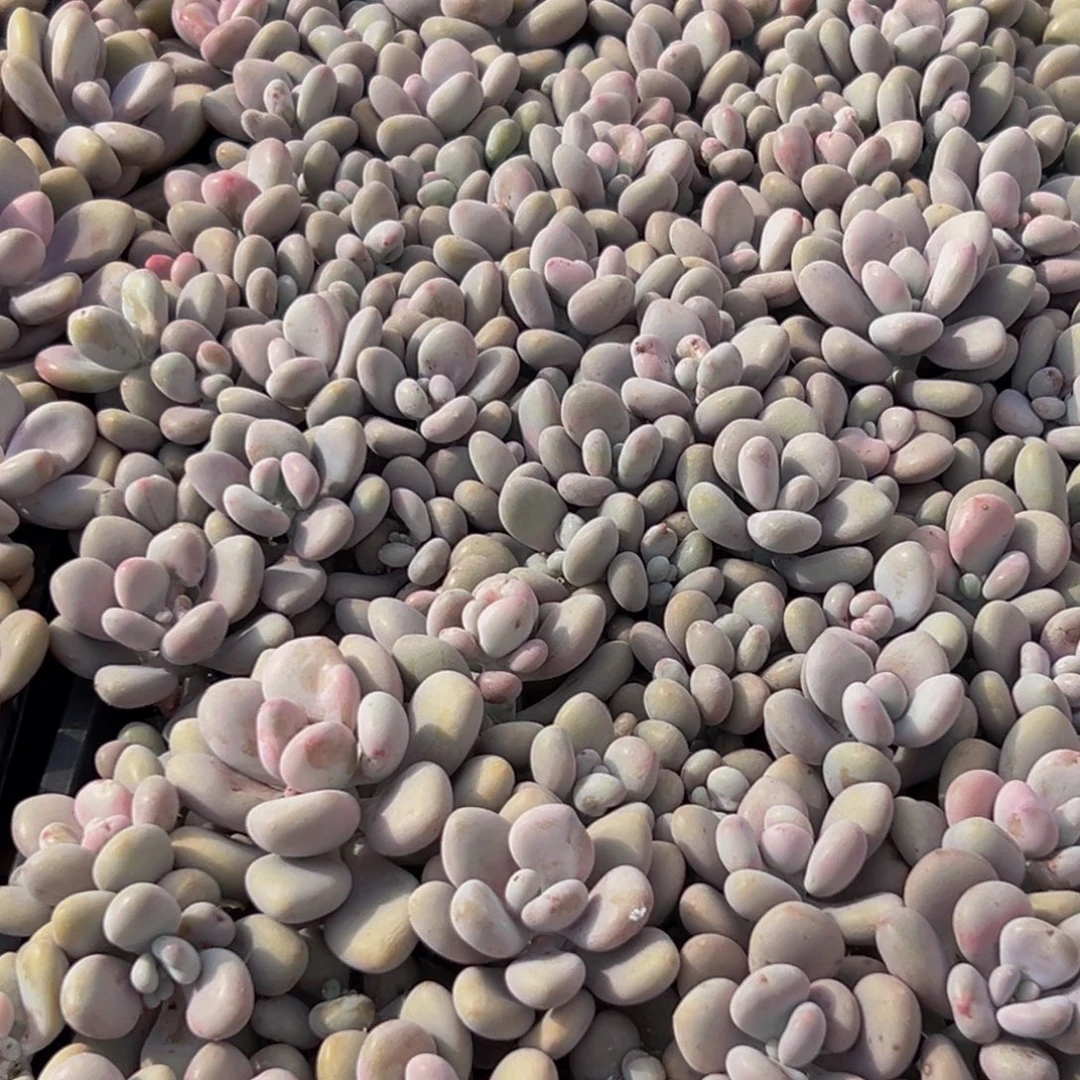 529多肉葡萄领导的