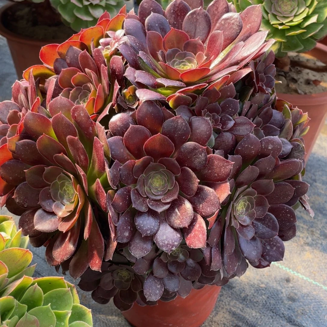 197荷兰玫瑰精品法师多肉