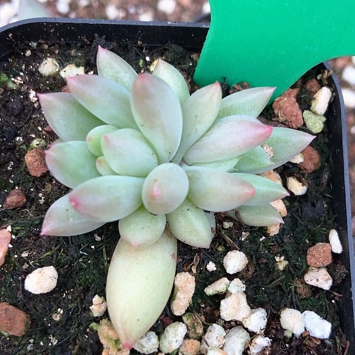 多肉植物3137多肉