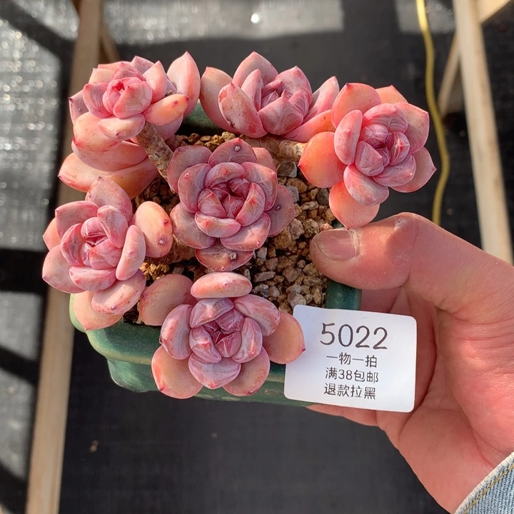 m***o5022miaomiao专拍石榴籽小脸无砍