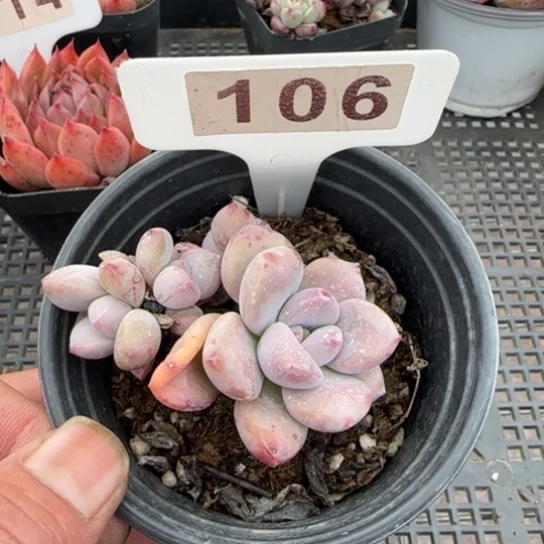 106奥普一物一拍多肉