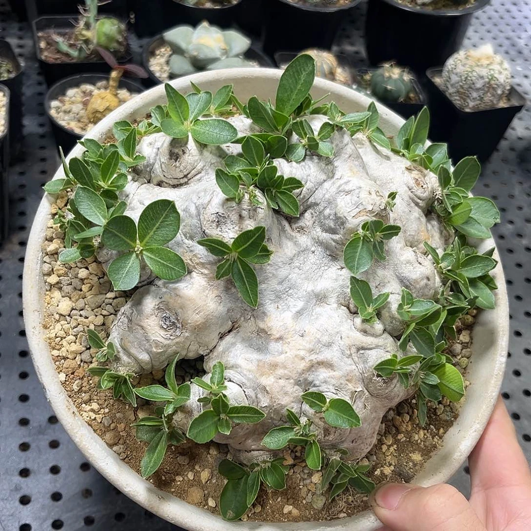 惠比须笑3655589999999