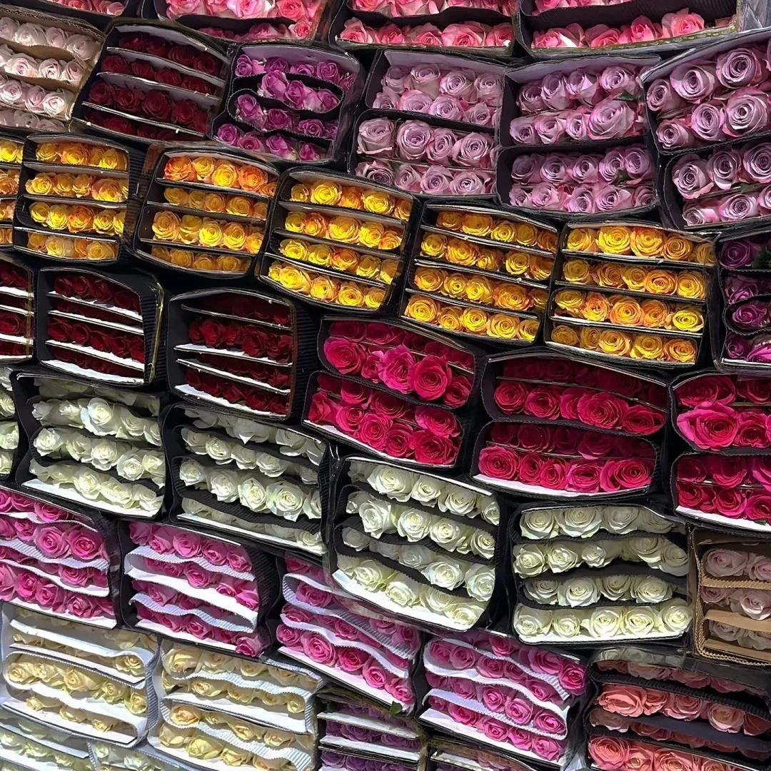 紫罗兰2扎含4支防损任意满两单包邮