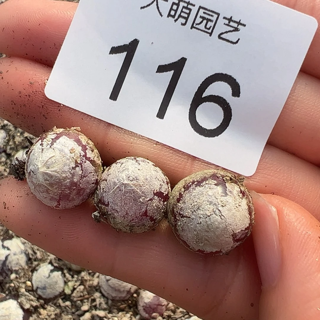 0000116量拍灯泡3颗尺寸不低于1.0