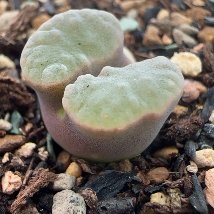 多肉植物云窗磁铁49号
