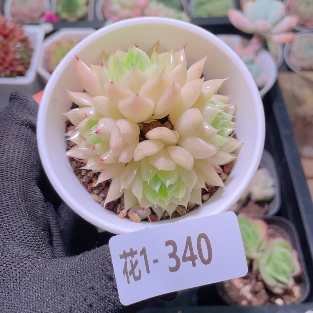 花利美1-340麦秆