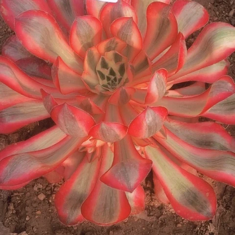 柏**奶2.16-22爱丽丝多肉植物