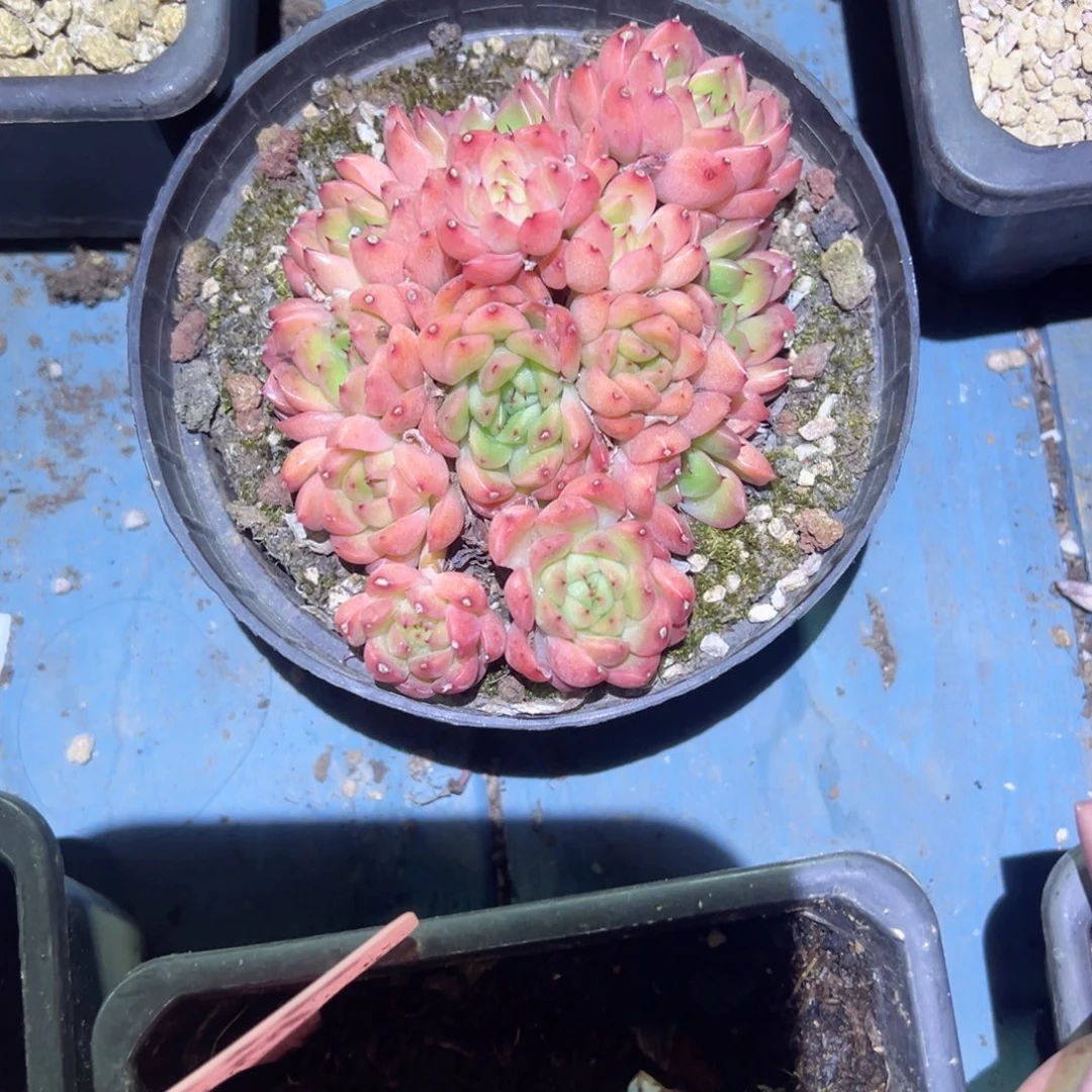 精品多肉植物老桩