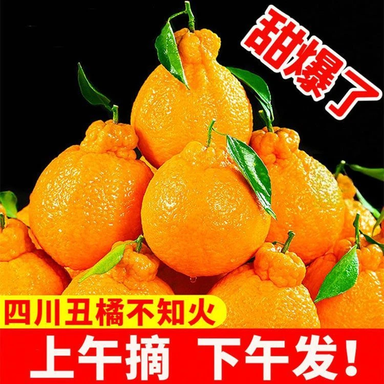正宗四川特产不知火丑橘 新鲜当季水果现摘橘子丰厚果肉清香扑鼻