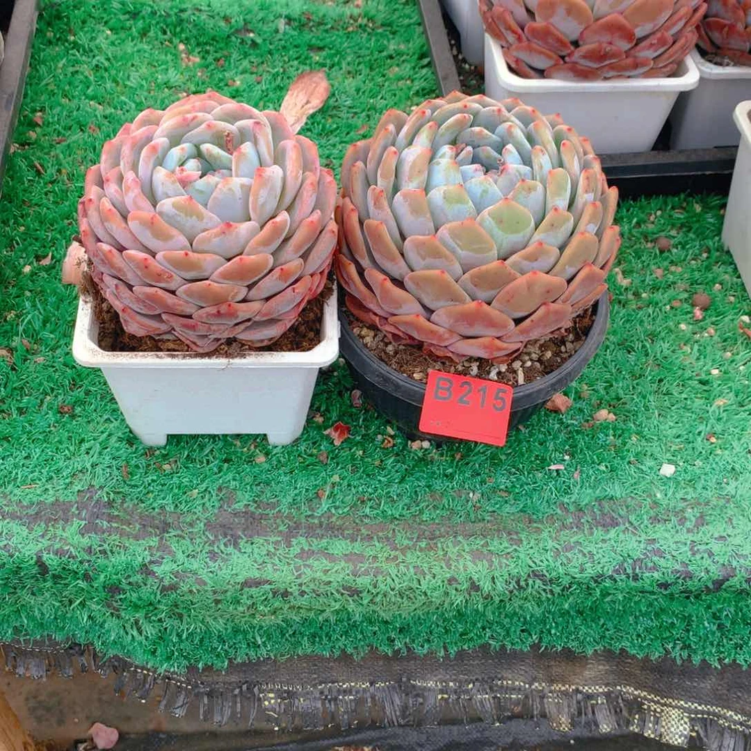 215橙子多肉植物