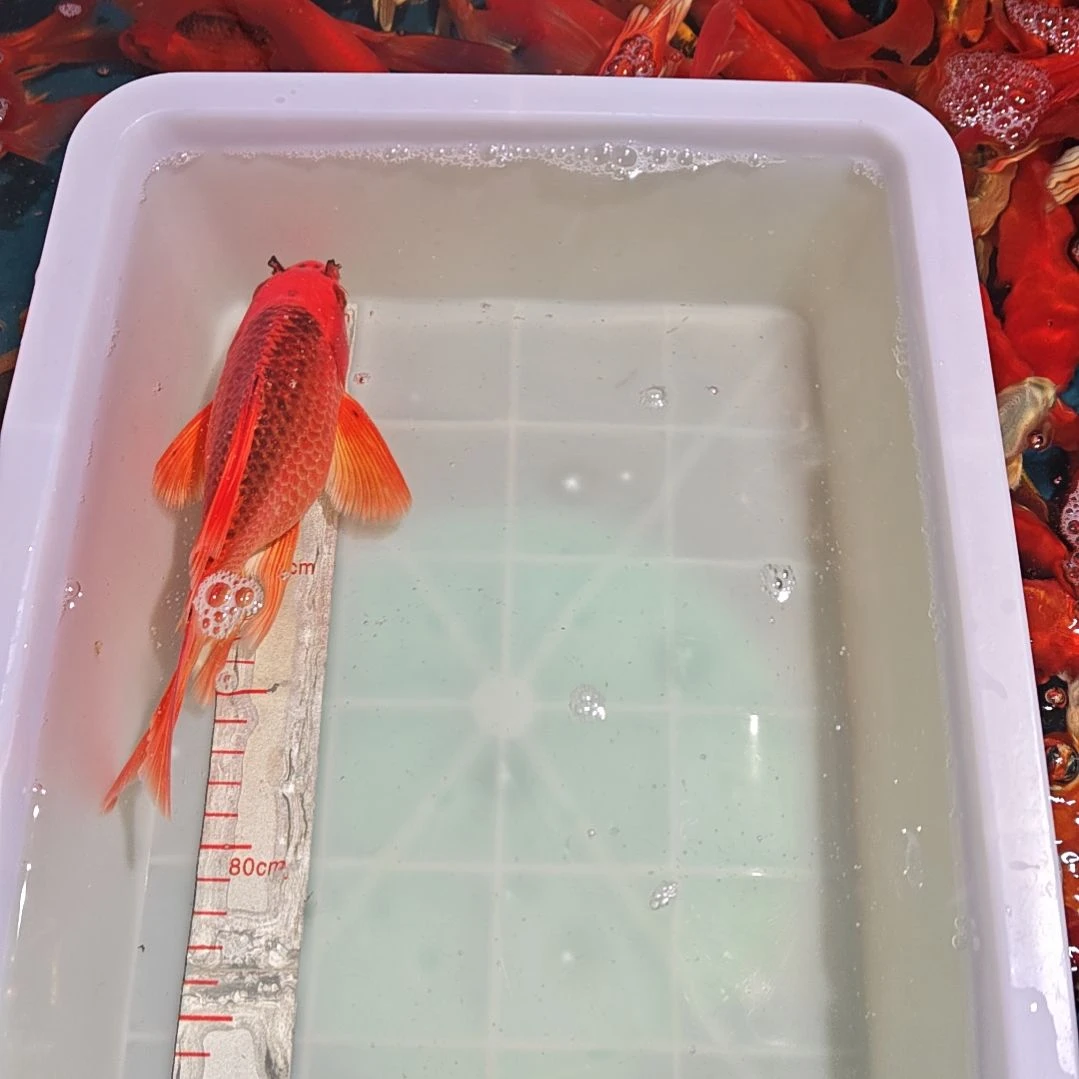 中国大陆冷水观赏鱼蝴蝶鲤