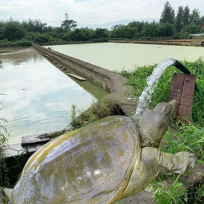 京东冷链 甲鱼鲜活外塘生猛中华鳖水鱼包邮到家