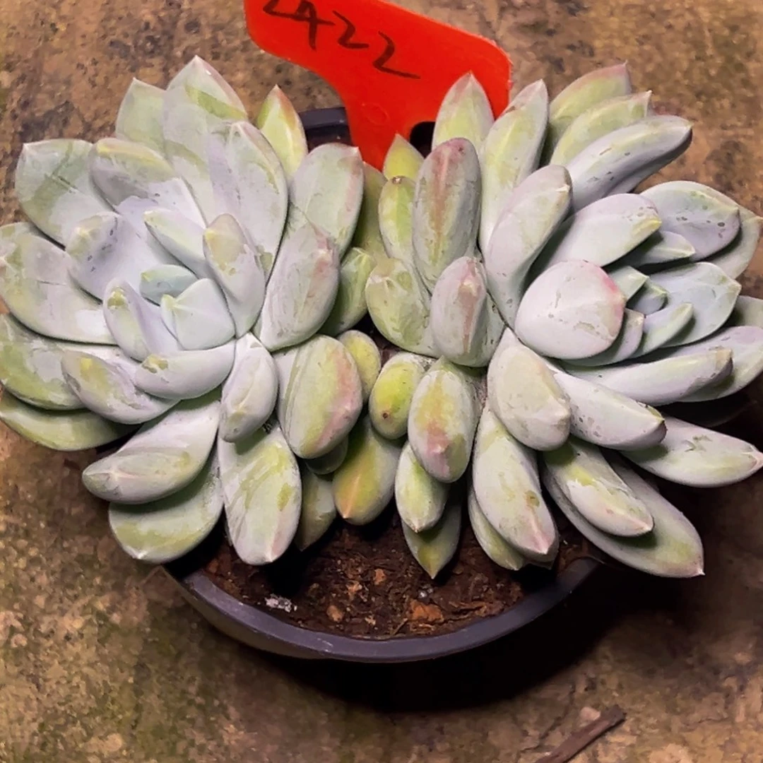 金*2422号晚上多肉植物群生吃