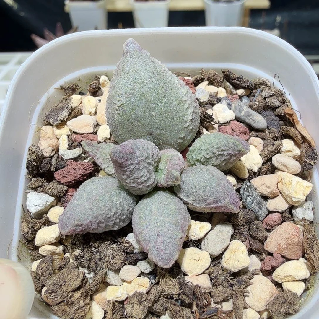 刚*融化纹冰淇凌水泡多肉植物