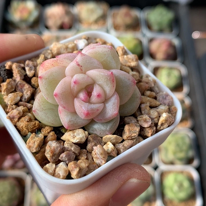 白粉体。  双头珍妮。    23号