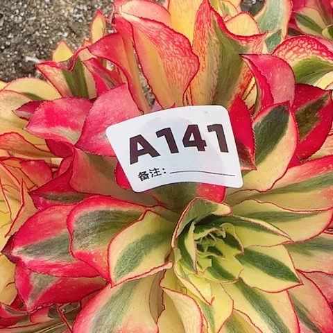 【闪购商品】12345678