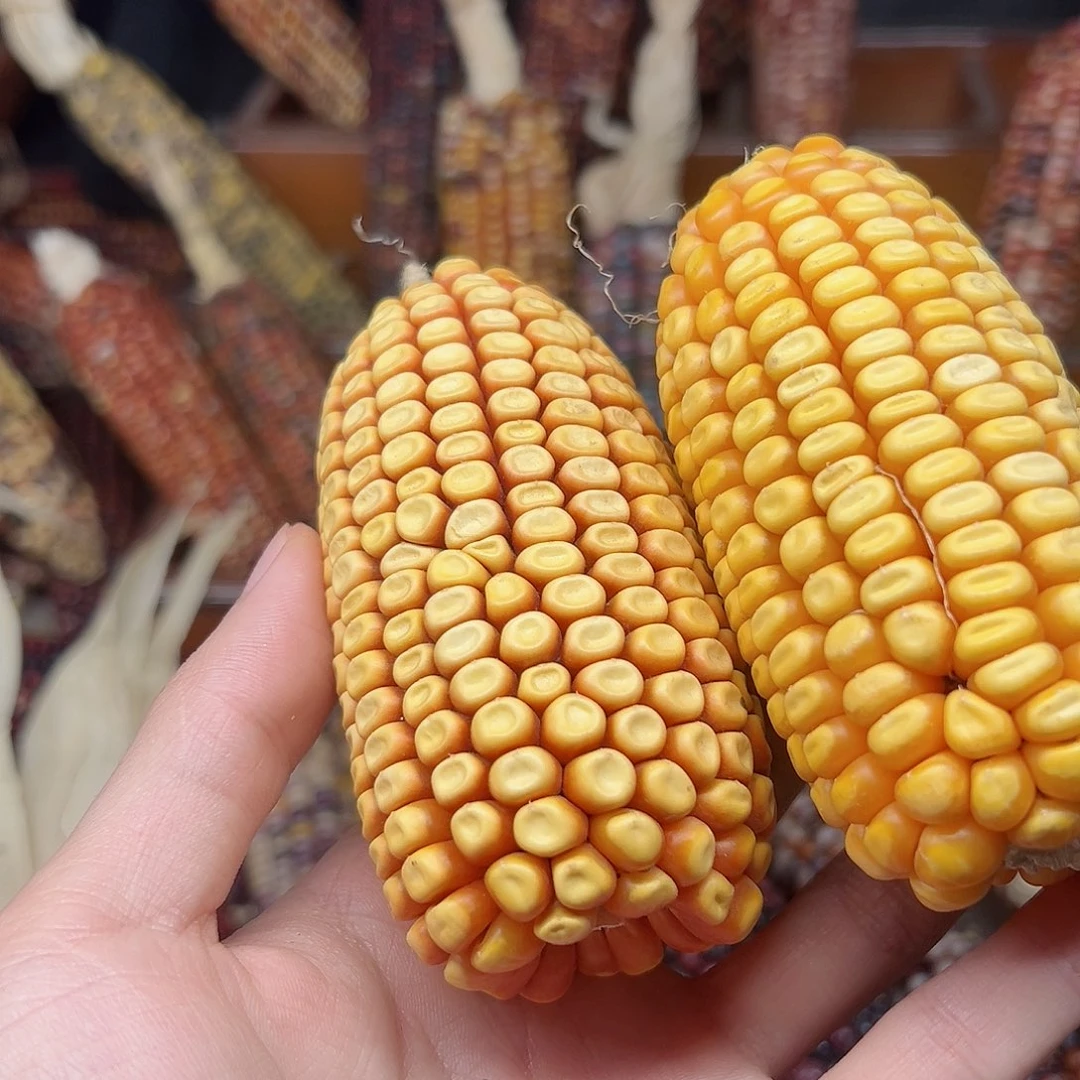 欧***觉文玩玉米毛料精品