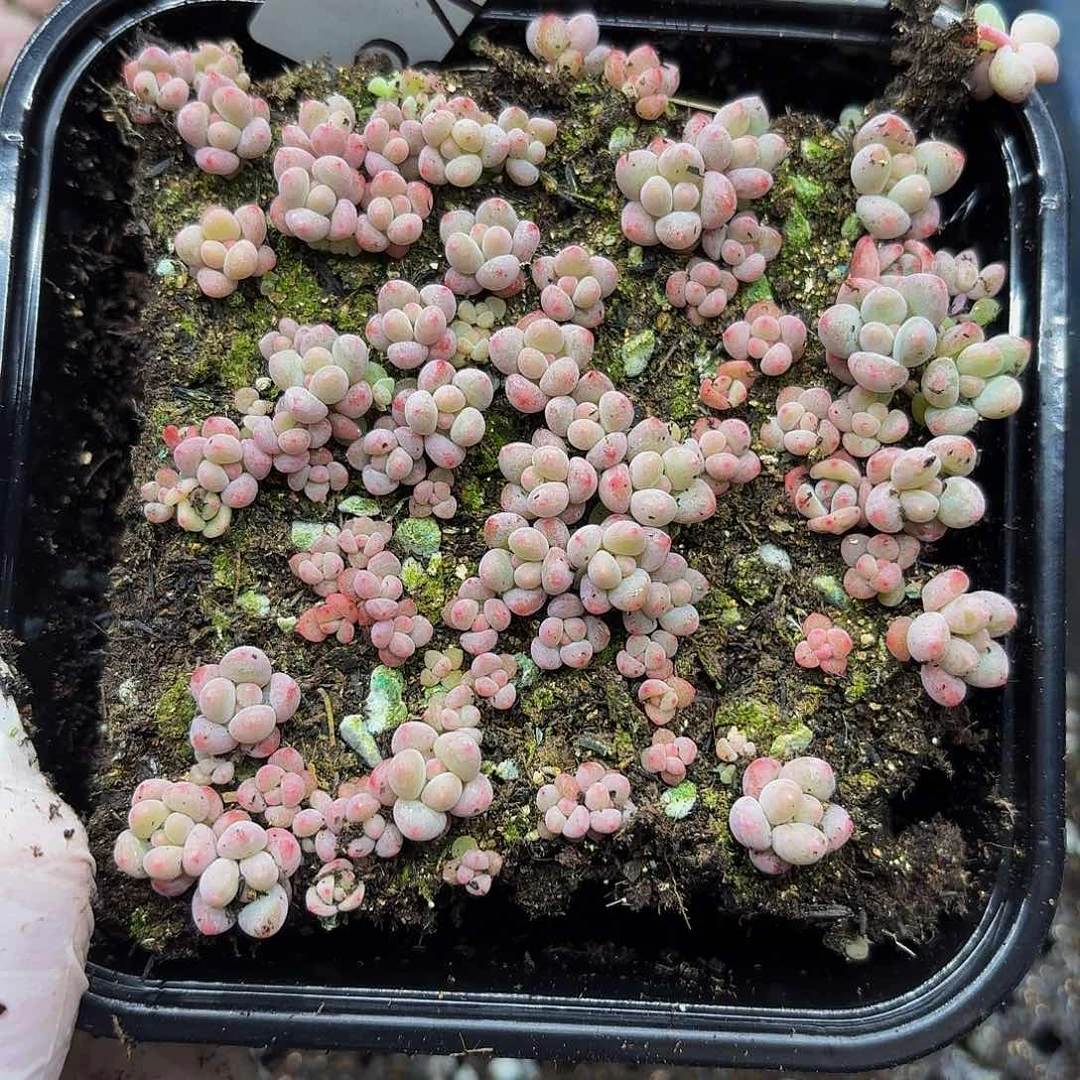 多肉植物多肉植物847