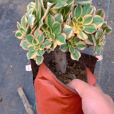 209灿烂多肉植物