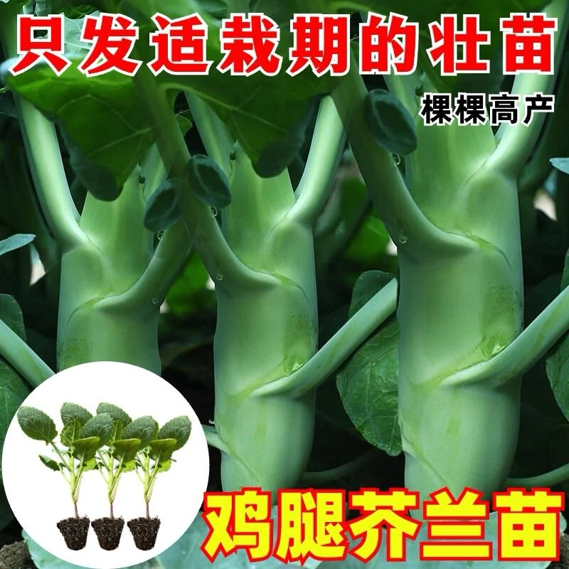 鸡腿芥蓝苗甜脆大笋香菇芥兰种苗耐寒蔬菜秧苗带土秋冬芥兰种植苗