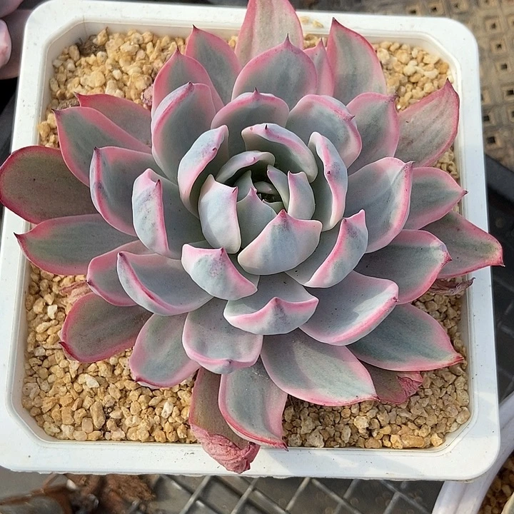 劳伦斯锦多肉植物