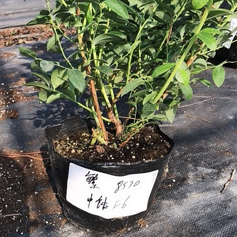 繁****╰8570....中钵6