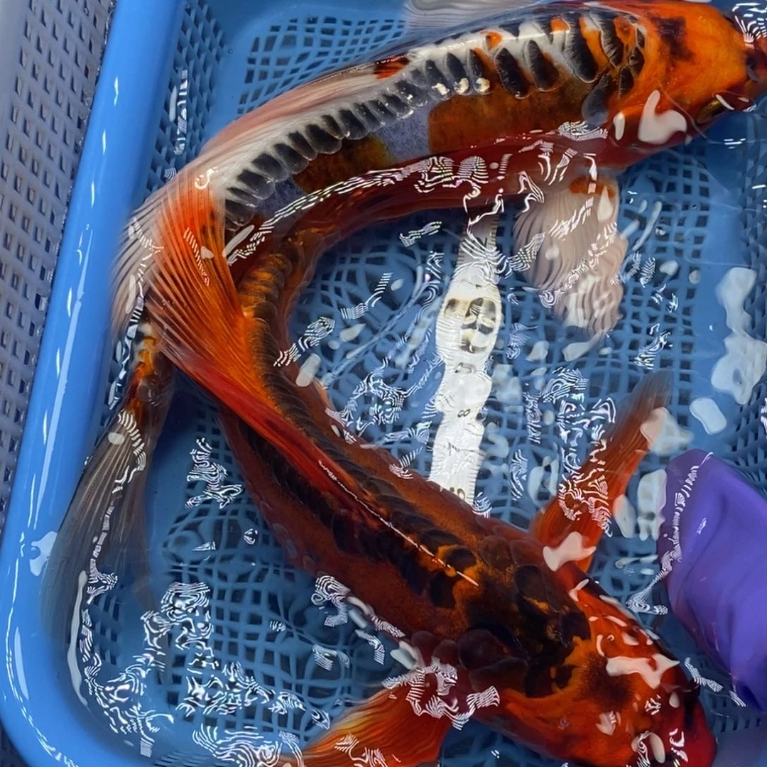 锦鲤冷水锦鲤包邮