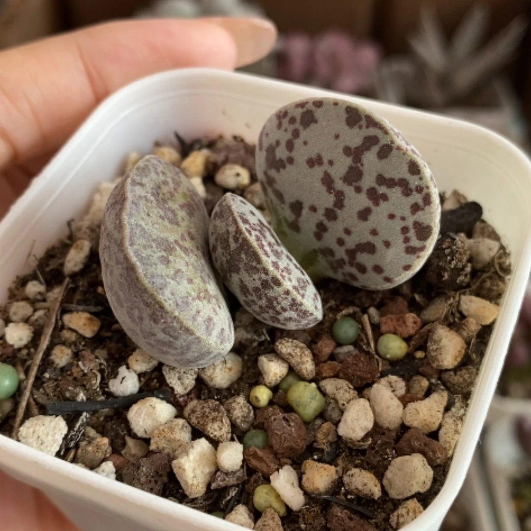 【闪购商品】无花朵花旦