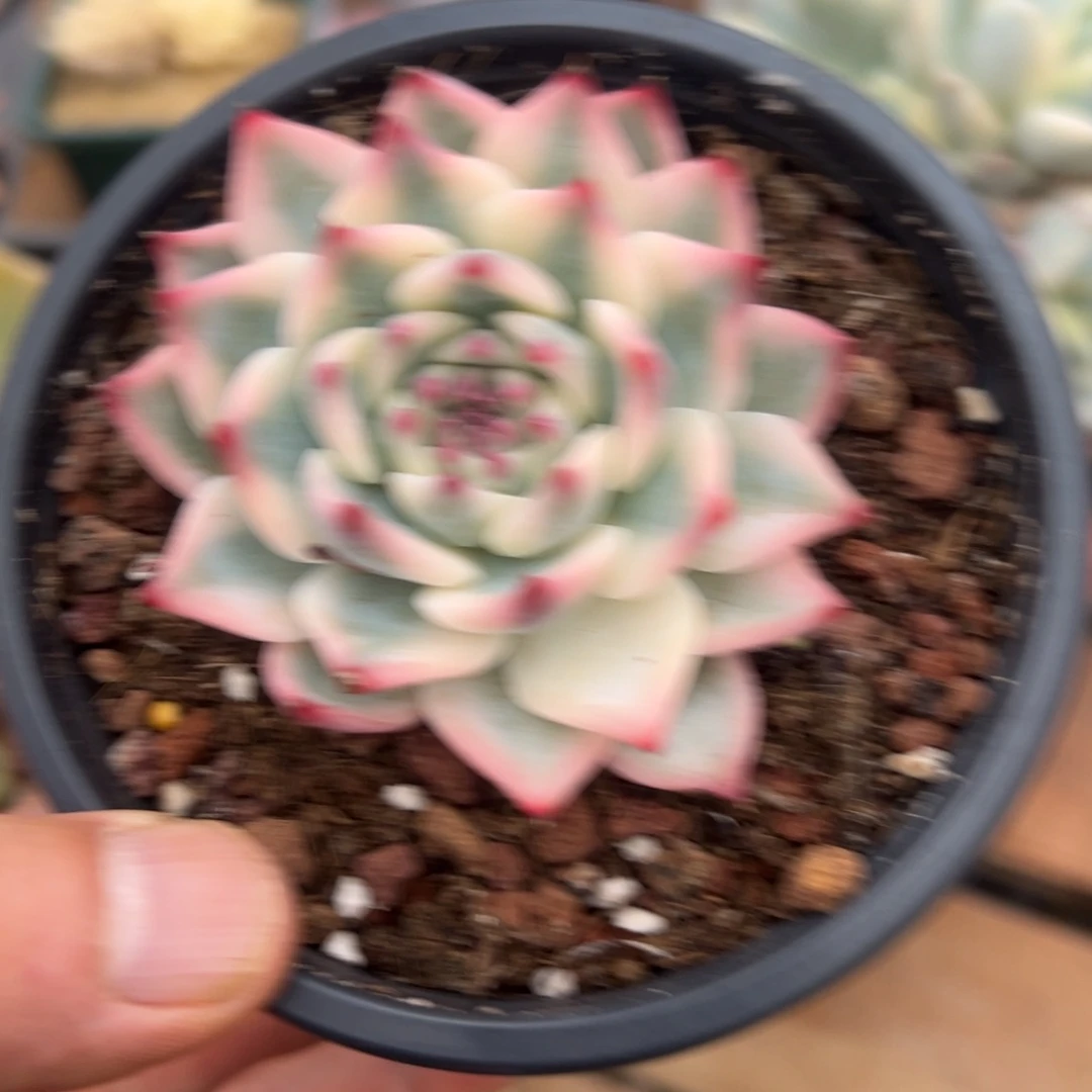 @**?淘多肉吉娃娃锦一个