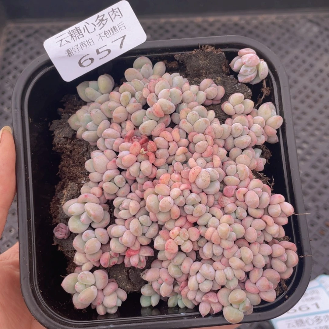 云糖心多肉植物657