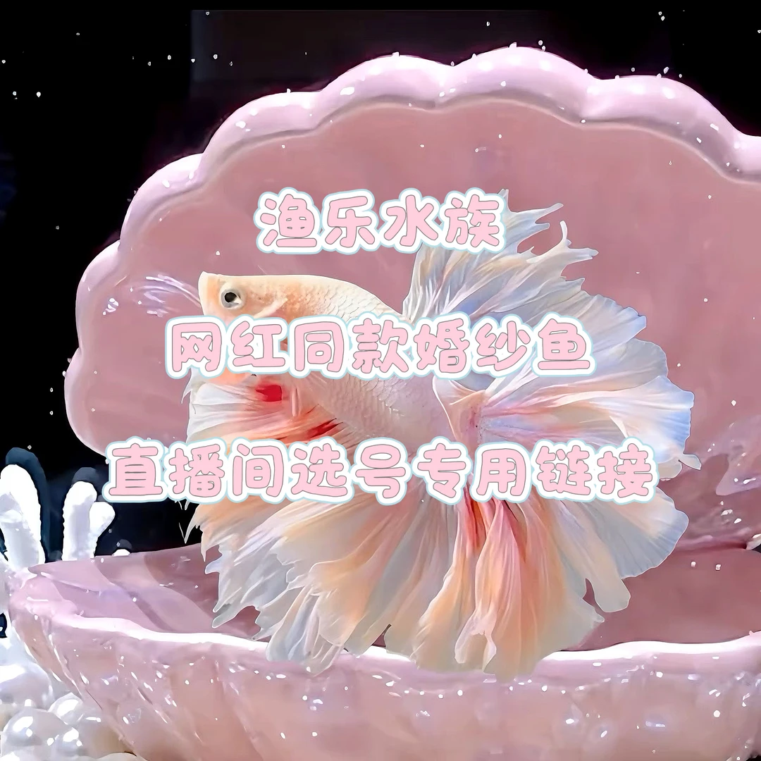 【第一版】直播间选号A01-A60号渔乐水族精品半月泰国斗鱼