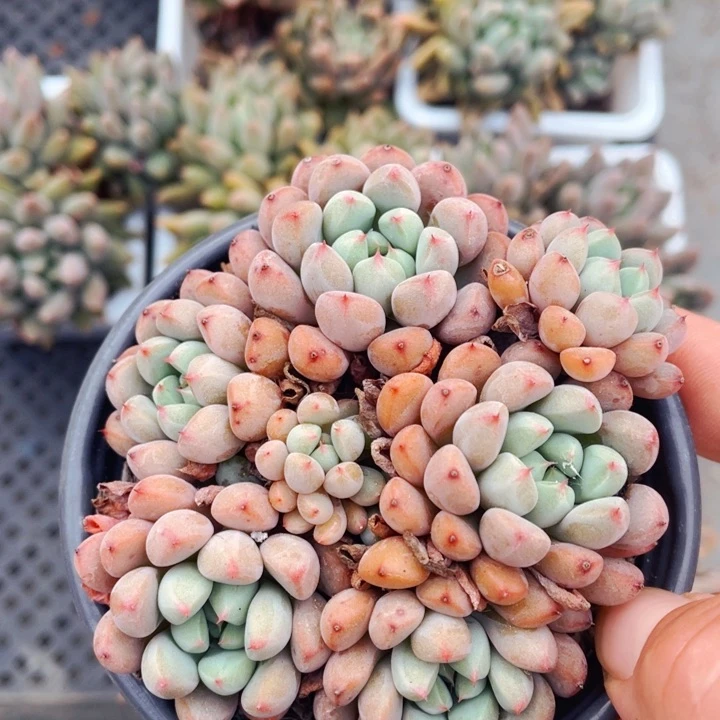 雪桃11111111111555555555888888