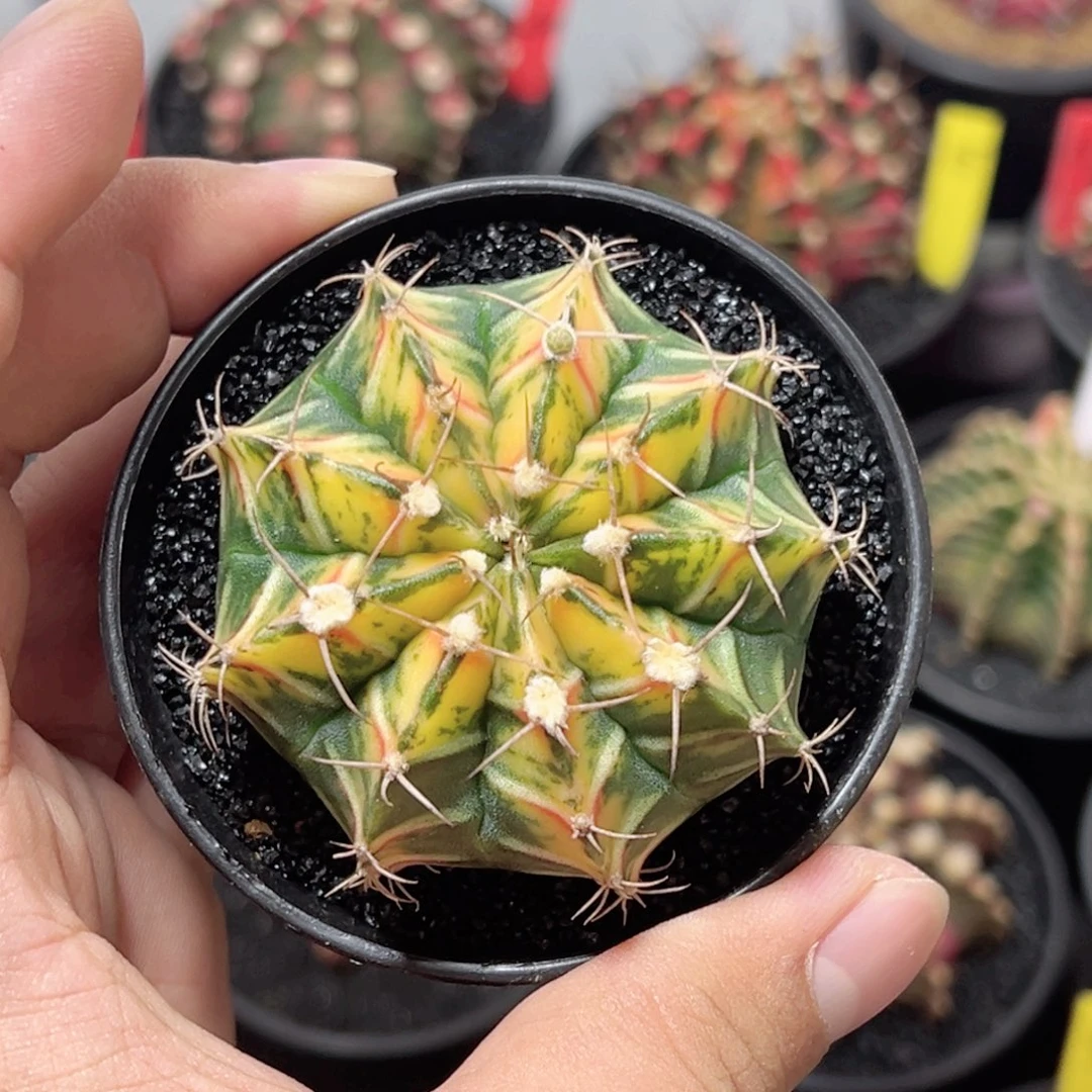 实生全品——脱土发货