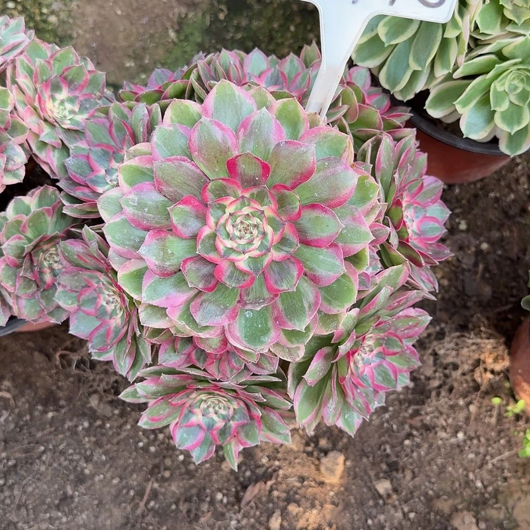 4-148云荷多肉法师