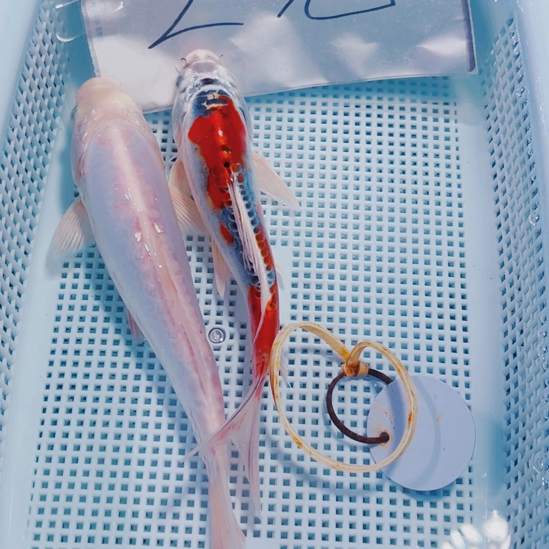 锦鲤161 锦鲤观赏鱼冷水
