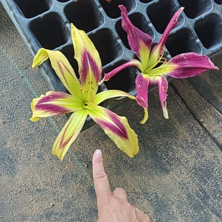 完全开放妖姬贴花