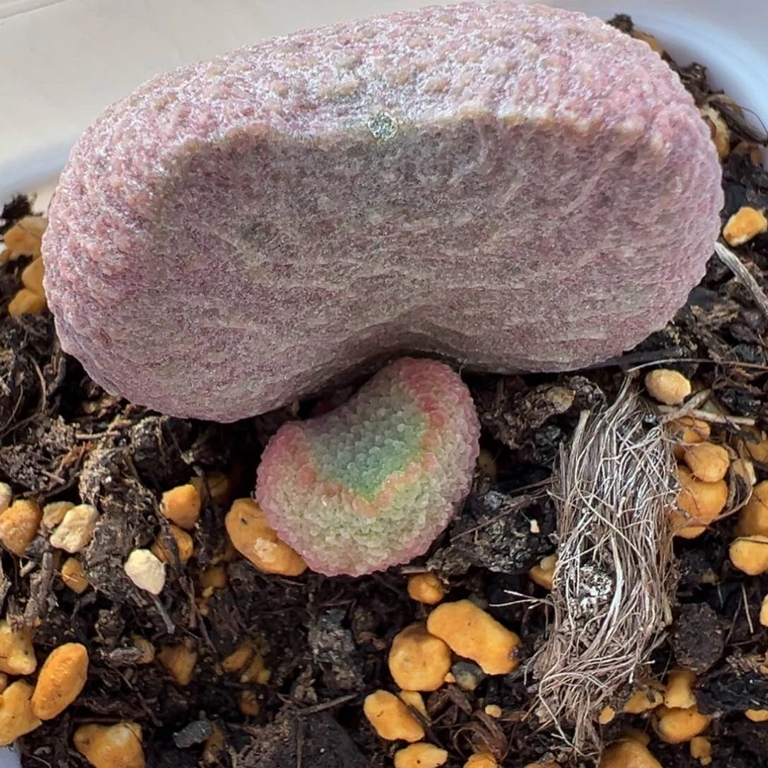 实生新品多肉植物水泡