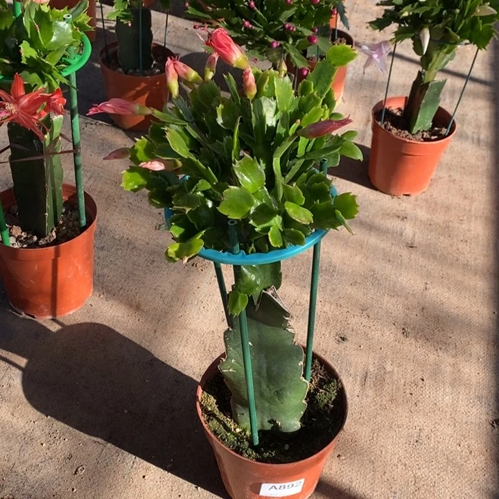 大部分花苞少量开放892嫁接红索