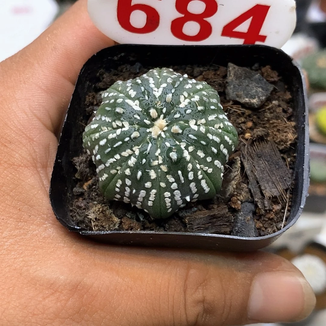 684福利特价咯啦了一