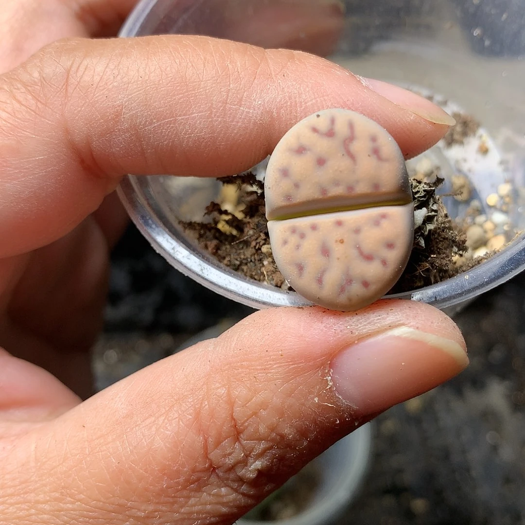 T174多肉植物保护