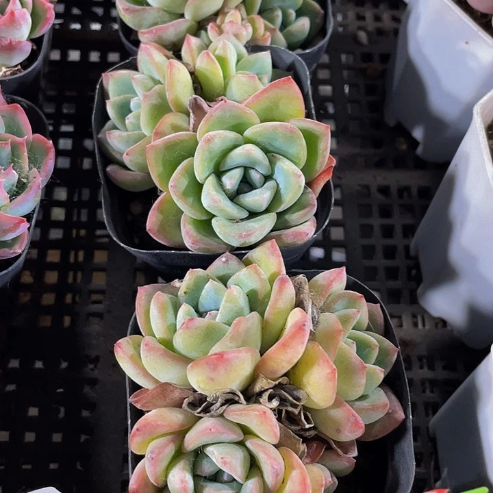 泡芙群3.8带盆土发