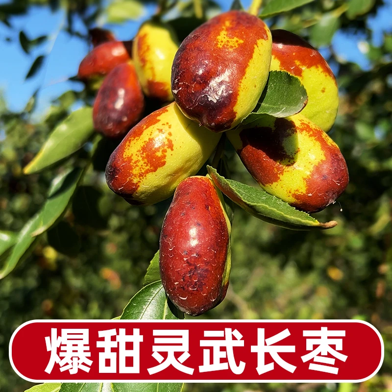 【正宗 宁夏灵武 沙漠长枣】3-5斤 露天冬枣子 当季新鲜水果脆甜