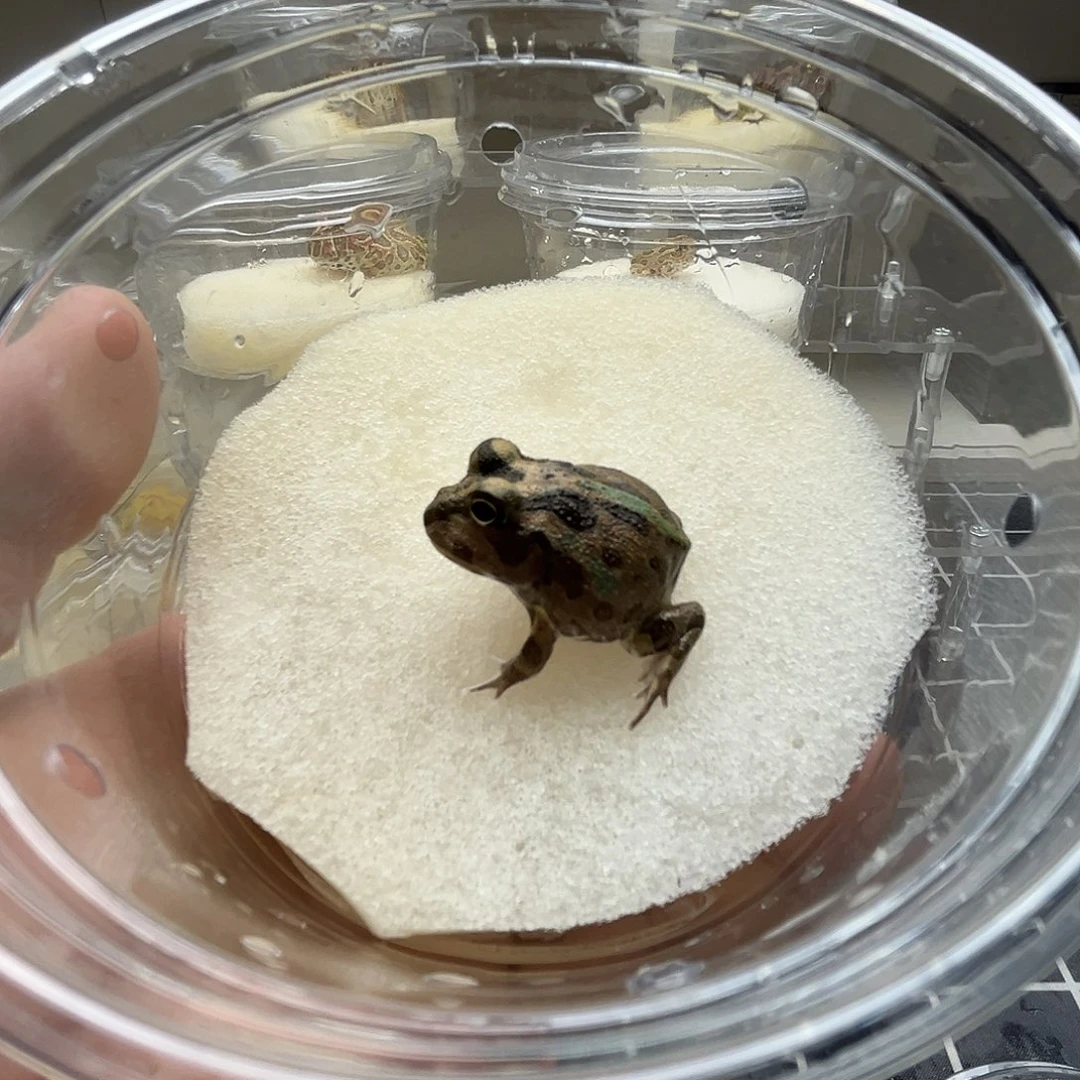 *****角蛙波子角蛙微闪拍