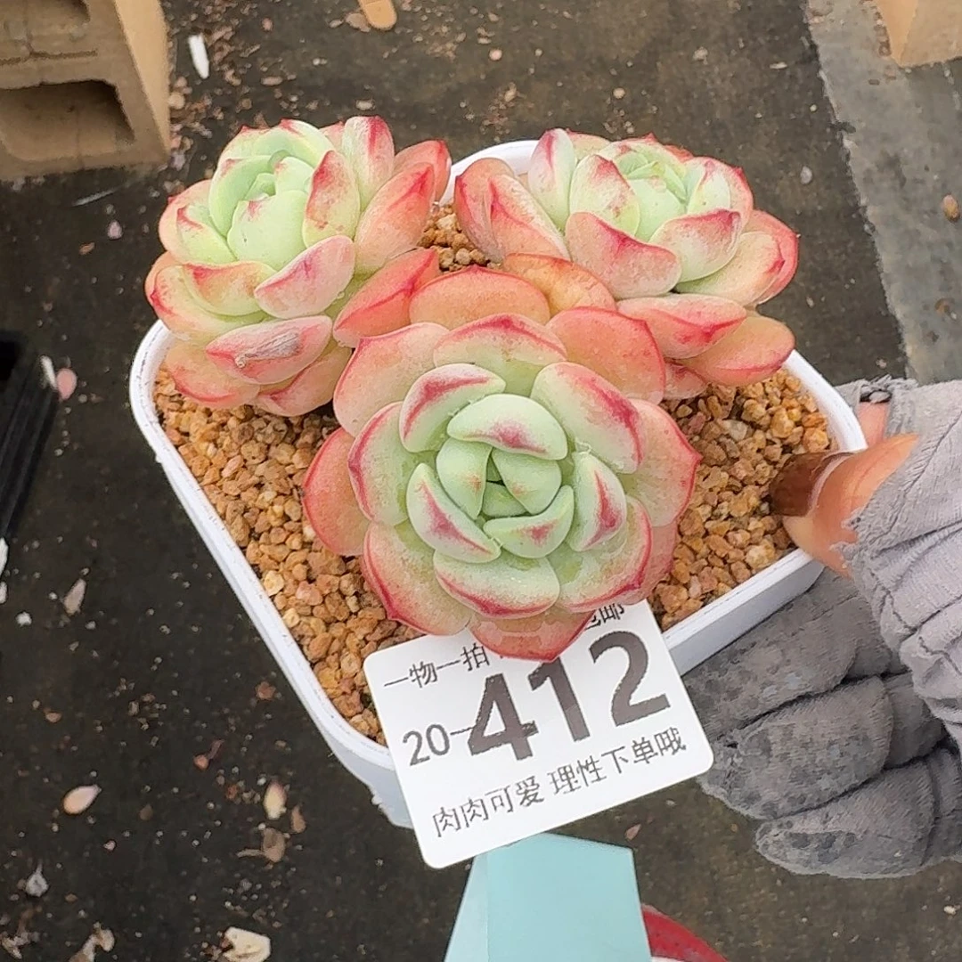 白底香草无盆土发货