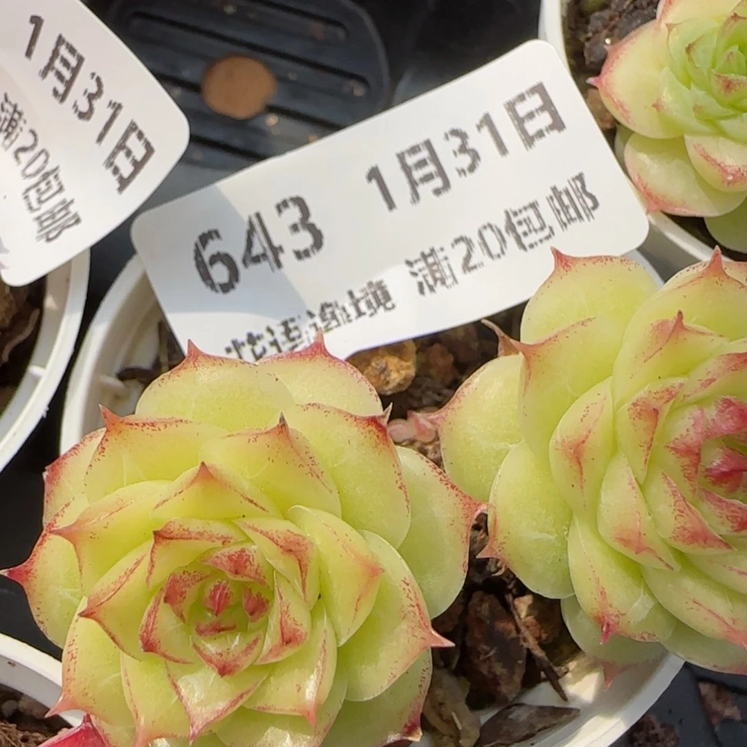 花语逸镜0131-643