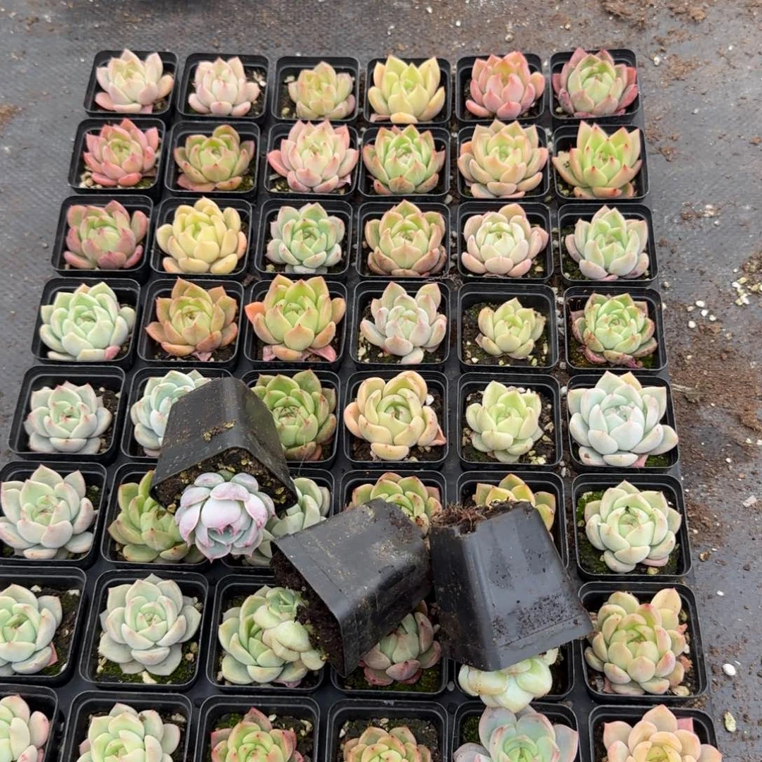 爱沙东云梦露杂交量拍18-122