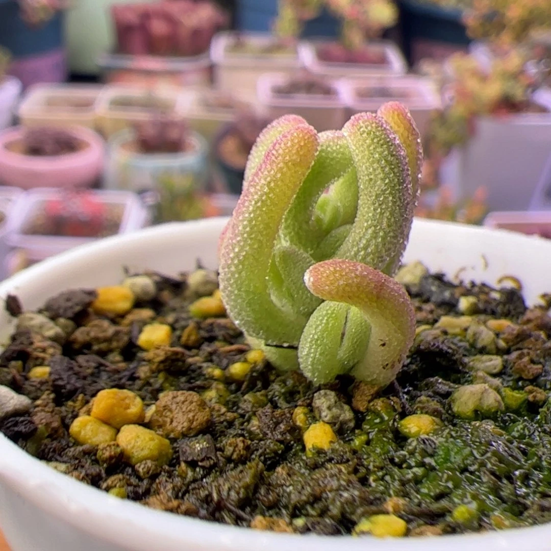 多肉植物枝干紫闪光