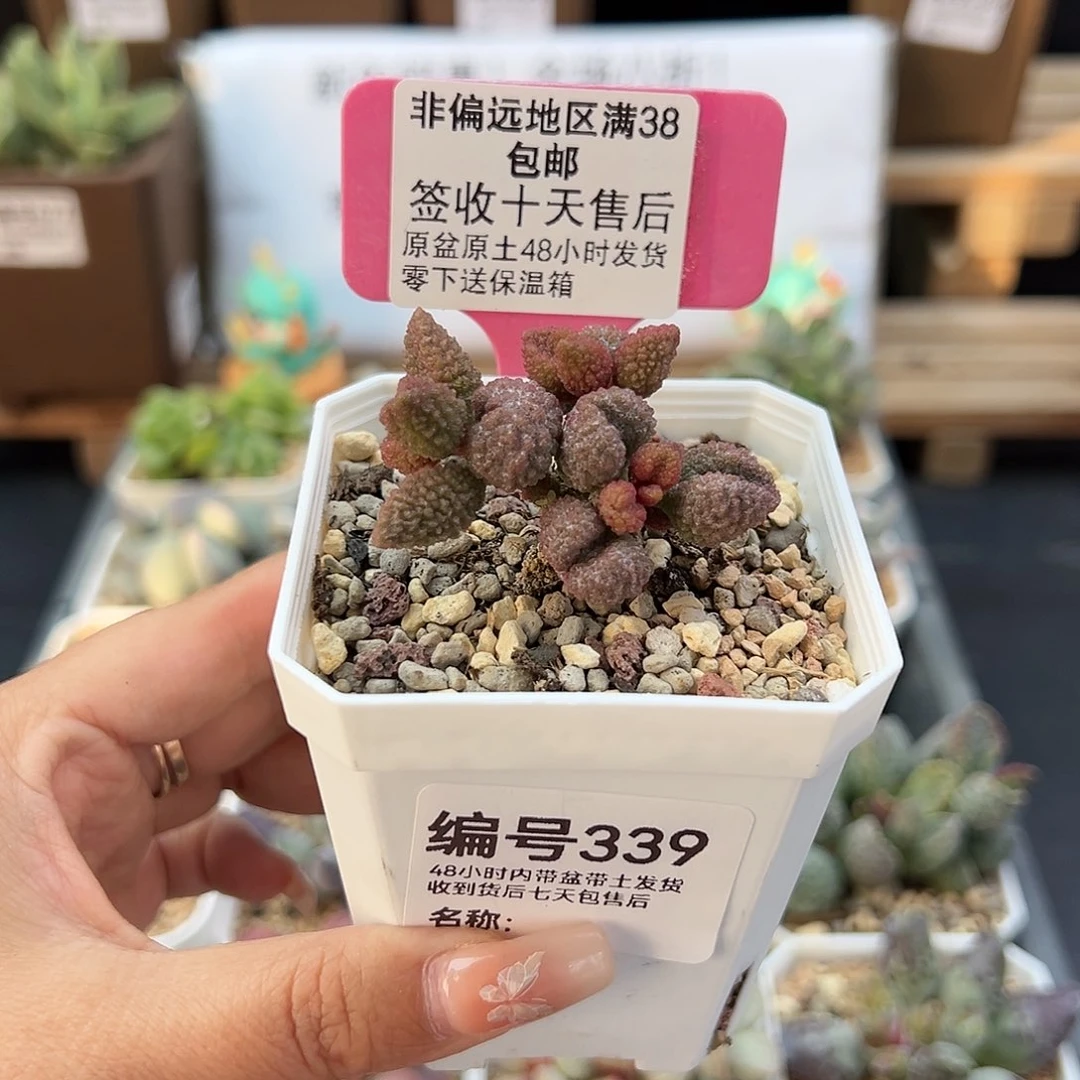 M****✨339荔枝皮多肉植物