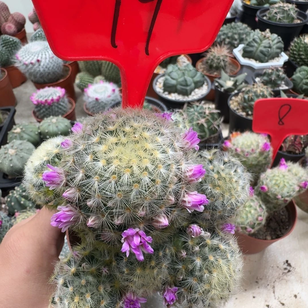 99 号      嘉文丸