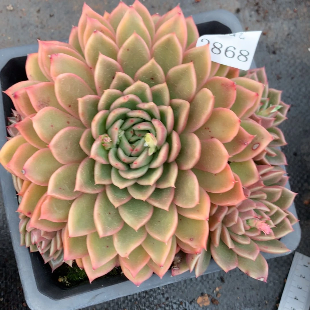 2868杂交多肉老桩